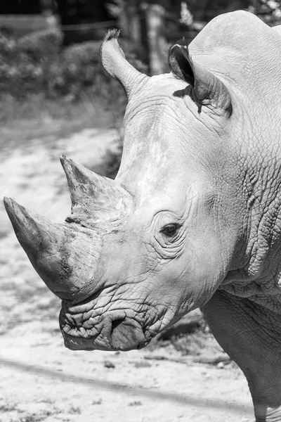 Černobílý portrét nosorožci — Stock fotografie