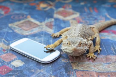 Agama kanepede akıllı telefon ile