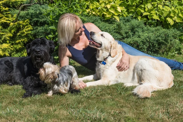 Женщина средних лет с собаками на газоне — стоковое фото