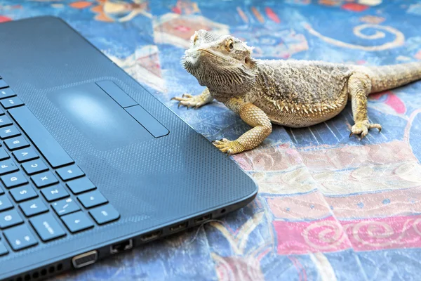 Agama ödla med laptop — Stockfoto