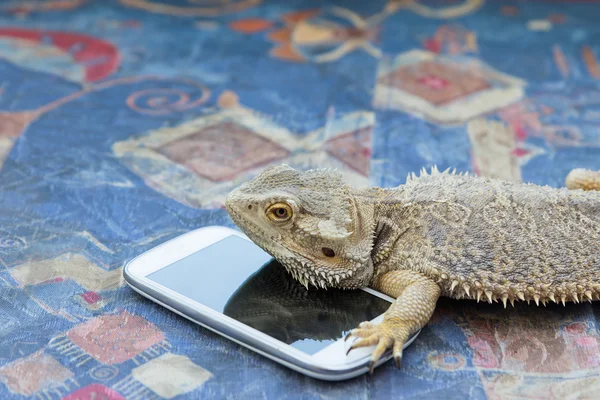 Agama jaszczurka z inteligentny telefon — Zdjęcie stockowe
