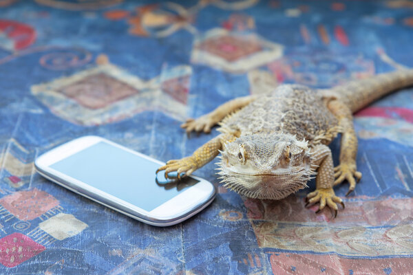 Агама со смартфоном на диване
