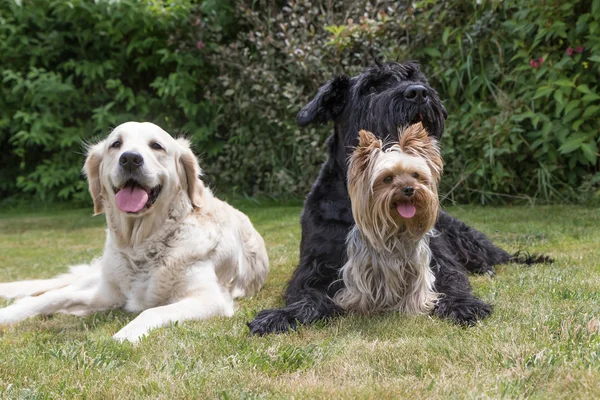 Группа собак лежит на газоне — стоковое фото
