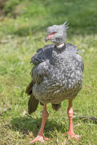 Südlicher Schreivogel — Stockfoto