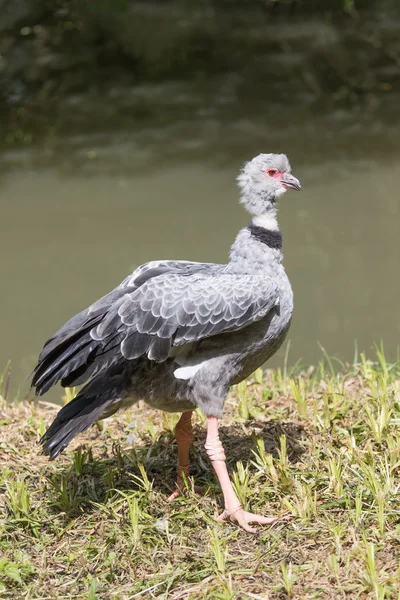 Jižní křičící pták — Stock fotografie