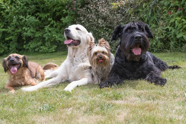 Los perros con una lengua que sobresale están acostados en el césped —  Fotos de Stock