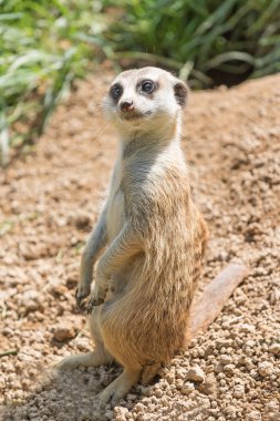 Bir kum üzerinde poz Meerkat