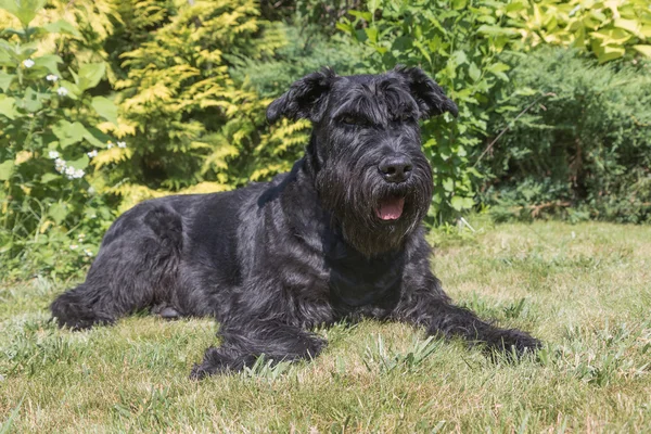 Retrato do Schnauzer Preto Gigante — Fotografia de Stock