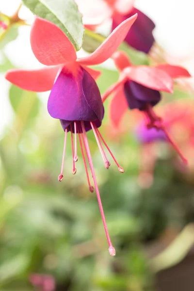 Kwiat fuksja zbliżenie — Zdjęcie stockowe