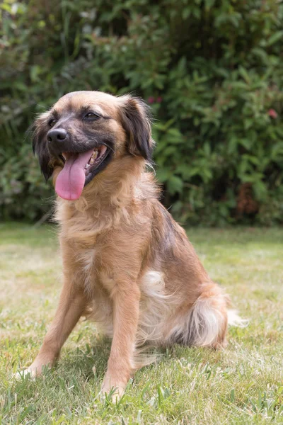 Cão mestiço. Verticalmente — Fotografia de Stock