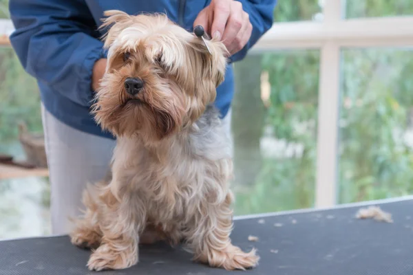 Beim Kämmen des Terrierhundes von York. horizontal. — Stockfoto