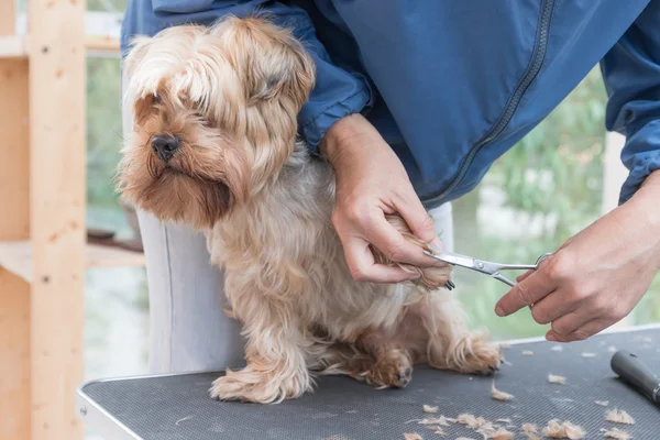 Grooming paws of Yorkshire terrie — Stock Photo, Image