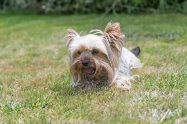 Yorkshire Terrier çim üzerinde yalan
