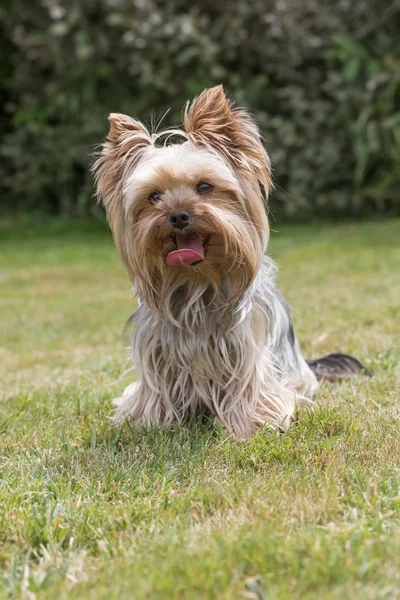 Yorkshire Terrier está sentado al aire libre . — Foto de Stock