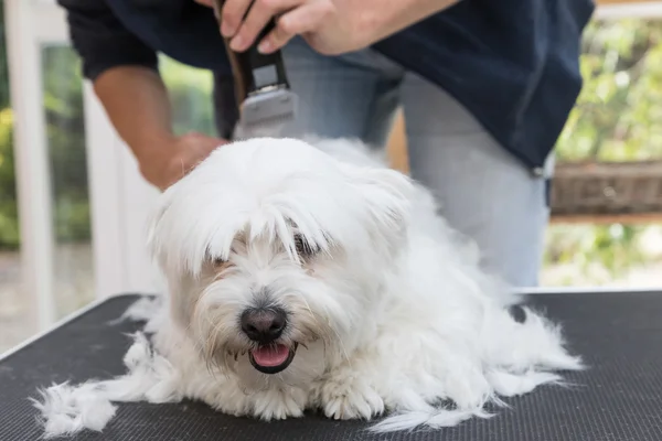 Front view of grooming the white Maltese dog — Stock Photo, Image