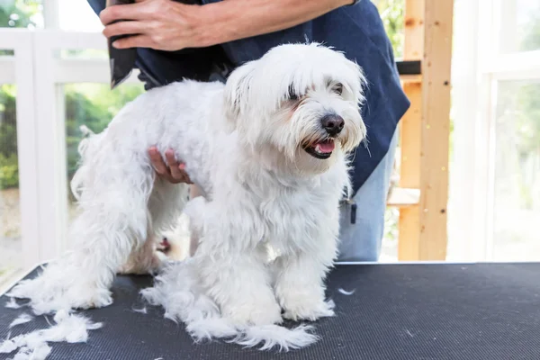 De pie perro maltés está arreglado —  Fotos de Stock