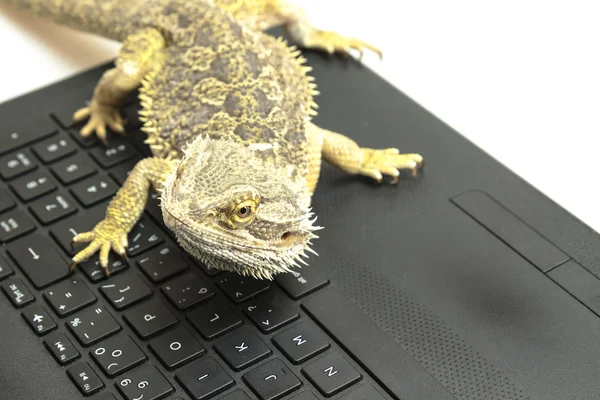 Vista de alto ângulo do lagarto Agama deitado em um caderno — Fotografia de Stock