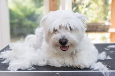 Malta köpek saç yığını yanında yatıyor