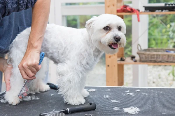 Combing  back legs of standing white dog — Stock Photo, Image