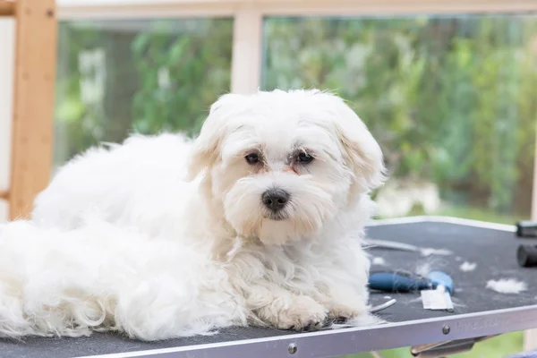 Branco cão maltês está deitado na mesa de preparação — Fotografia de Stock