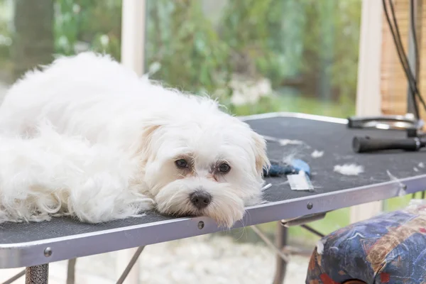Μοναχικό λευκό σκυλί είναι ξαπλωμένος στο τραπέζι — Φωτογραφία Αρχείου