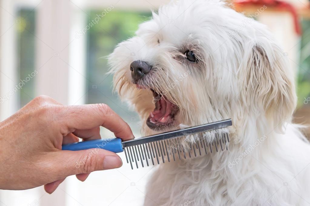 Combing beards of the white dog