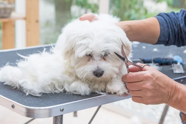 白犬の頭をグルーミング — ストック写真