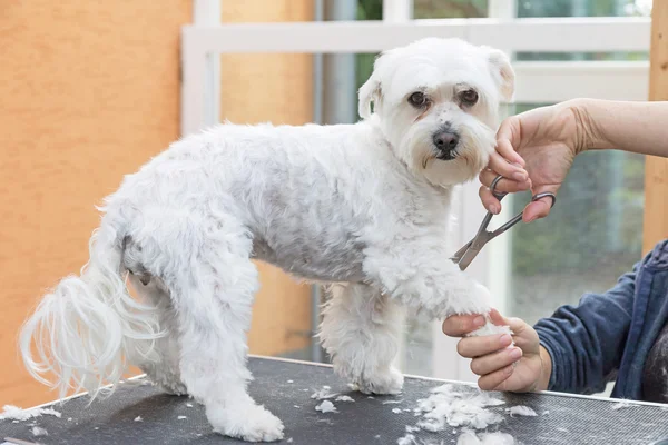 Cão branco é preparado e está olhando para a câmera — Fotografia de Stock