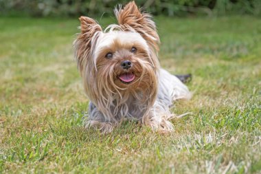 Yorkshire Terrier kameraya bakıyor