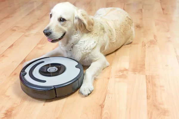 Kamera peeks sevimli beyaz köpek 