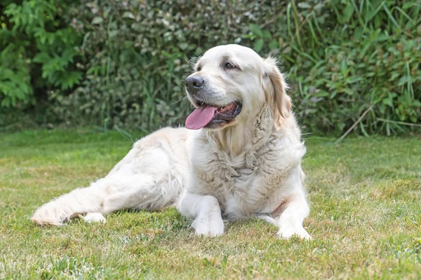 Retrato do cão Golden Retriever — Fotografia de Stock