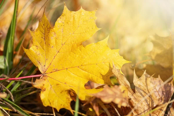 Fondo Hoja Arce Amarillo Caído Primer Plano Horizontalmente — Foto de Stock