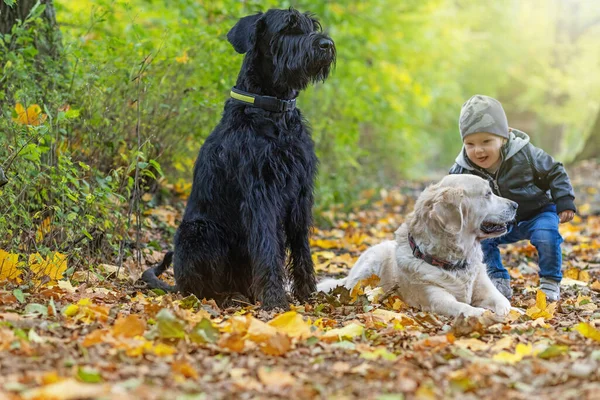 Aranyos Kisfiú Simogatja Golden Retriever Dog Pózol Big Black Schnauzer — Stock Fotó