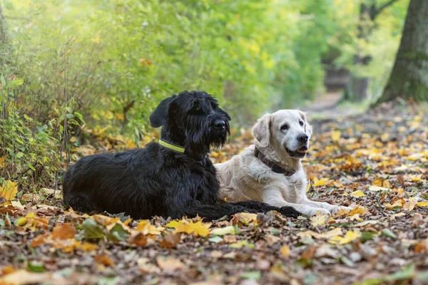 Big Black Schnauzer Dog Golden Retriever Dog Leżą Jesiennym Parku — Zdjęcie stockowe