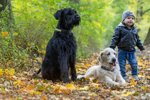 Schattige Baby Boy Poseert Met Big Black Schnauzer Dog Golden — Stockfoto