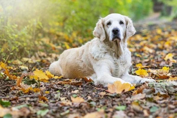 金毛猎犬躺在秋天的公园里 — 图库照片