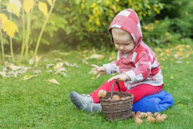 Sevimli bebek sonbahar bahçesinde sepetine ceviz koyuyor..