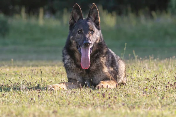 Framifrån Vackra Liggande Tyska Shepherd Dog Utomhus — Stockfoto