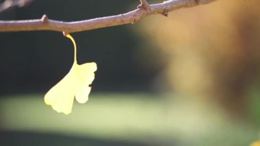 Bakire Saç Ağacı 'nın sarı yaprağı dalda hafif bir esintide hareket eder.