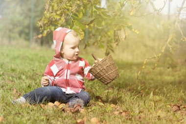 Sevimli erkek bebek sonbahar bahçesinde içi ceviz dolu hasır sepeti tutuyor. Fotoğraf yumuşak ışık sonbahar renklerinde.