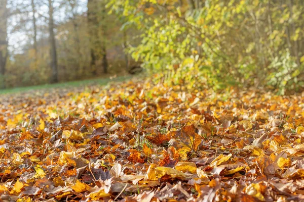 Sonbahar yaprakları güneş ışığında arka planda. Yatay olarak. 