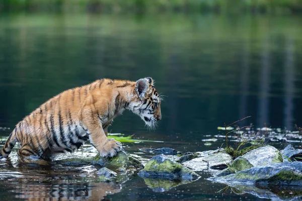 Vista Lateral Del Cachorro Tigre Bengala Parado Sobre Piedras Lago — Foto de Stock