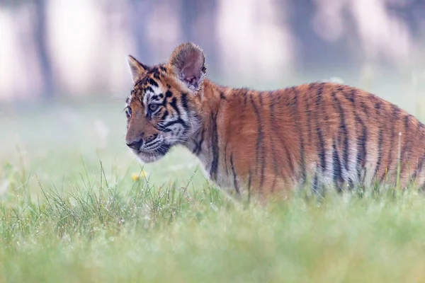Cachorro Tigre Bengala Sentado Prado Luz Mañana Horizontalmente — Foto de Stock
