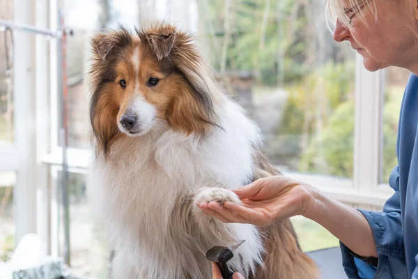 Aparar Sheltie Dog Profissional Groomer Está Segurando Pata Levantada Cão — Fotografia de Stock