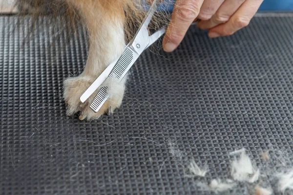 Paw Sheltie Dog Closeup View Cutting Hair Foot Professional Scissors — Stock Photo, Image
