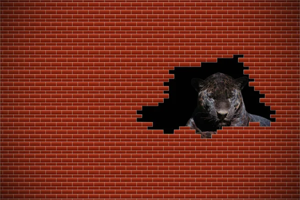 Kara Panter Tuğla Duvarda Bir Delikte Tehlike Kavramı Yatay Olarak — Stok fotoğraf