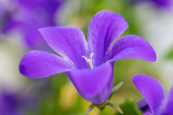 Μπλε Λουλούδι Καμπαναριάς Κοντά Οριζόντια — Φωτογραφία Αρχείου