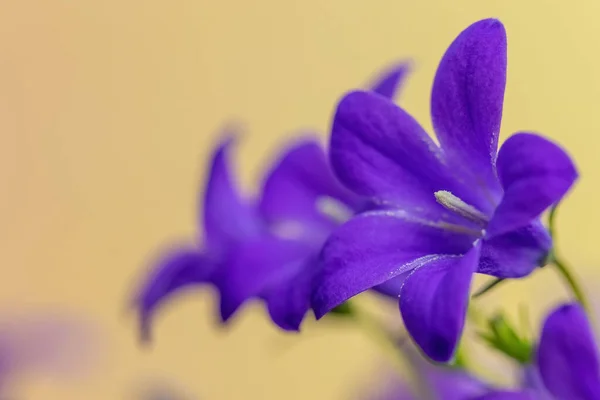 Group Blue Bellflowers Row Closeup Horizontally — Stock Photo, Image