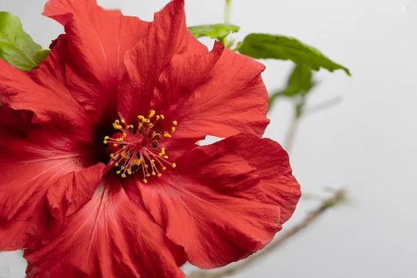 Κόκκινο Λουλούδι Ιβίσκου Closeup Όλο Λουλούδι Είναι Κοφτερό Οριζόντια — Φωτογραφία Αρχείου