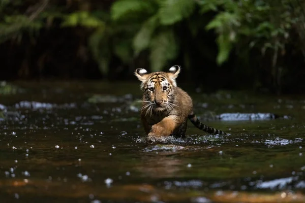 Schattige Bengaalse Tijgerwelp Loopt Rivier Tegen Camera Aan Horizontaal — Stockfoto